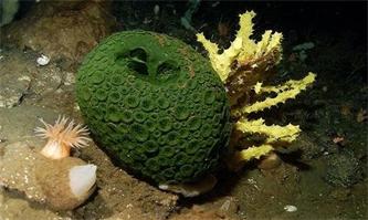 خاصیت اسفنج سبز دریایی برای مقابله با سرطان لوزالمعده خاصیت اسفنج سبز دریایی برای مقابله با سرطان لوزالمعده