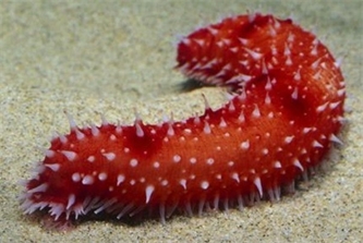 استفاده از آبزیان دریایی برای تولید ترکیبات دارویی ضد سرطانی استفاده از آبزیان دریایی برای تولید ترکیبات دارویی ضد سرطانی